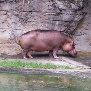 Meet your Posher, Lorie deperalta -